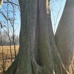 Ulmus laevis Bark