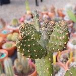 Consolea rubescens Hoja