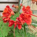 Caesalpinia pulcherrima Blomma