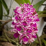 Rhynchostylis gigantea Fiore