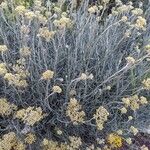 Helichrysum italicumКветка