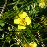 Potentilla erecta Other