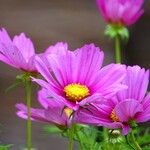 Cosmos bipinnatus Flower