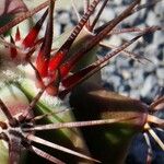 Ferocactus emoryi葉