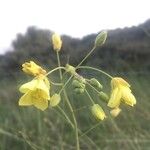 Diplotaxis tenuifoliaFlower