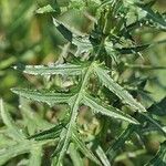 Cirsium muticum Leaf