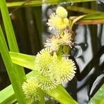 Sparganium americanum Flower