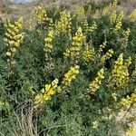 Lupinus arboreus Fleur