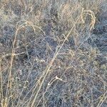 Chloris nutans Frucht