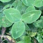 Trifolium medium Yaprak