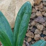 Pachypodium succulentum Yaprak