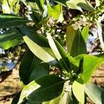 Myoporum tenuifolium ᱥᱟᱠᱟᱢ