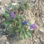 Oxytropis jacquinii Flor