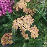 Achillea distans 花