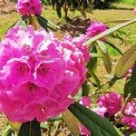 Rhododendron arboreum Žiedas