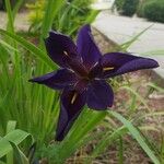 Iris giganticaerulea 花