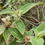 Miconia dependens Feuille