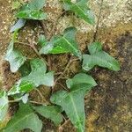 Hedera hibernica Hostoa