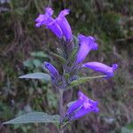 Strobilanthes tomentosa Buveinė