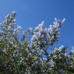 Ceanothus leucodermis Flor