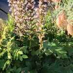 Acanthus spinosus Natur