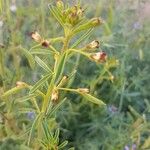 Cleome amblyocarpa Maua
