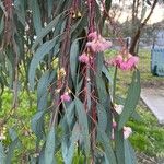 Eucalyptus sideroxylon Floro