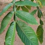 Inga edulis Leaf