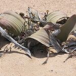 Welwitschia mirabilis Habitus