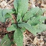 Pulmonaria saccharata 叶