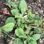 Pulmonaria saccharata Feuille