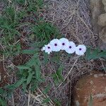 Ipomoea oenotherae Hábito