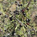 Rhamnus lycioides Fruit