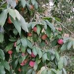 Cornus kousa Frucht