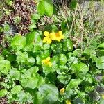 Caltha palustris عادت داشتن