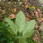 Brassaiopsis glomerulata Leaf