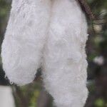 Gossypium barbadense Máis