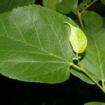 Morus celtidifolia Blatt