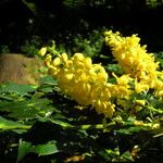 Berberis napaulensis Habitus