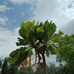 Ficus pseudopalma Leaf
