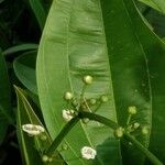 Echinodorus cordifolius Floare