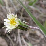 Microseris heterocarpa ᱵᱟᱦᱟ