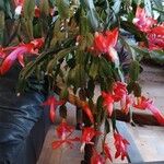 Schlumbergera truncata Hábitos