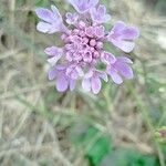 Scabiosa cinerea Квітка