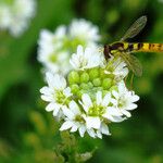 Berteroa incana Flor