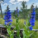 Penstemon glaber Flor