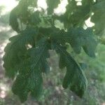 Quercus robur Folio