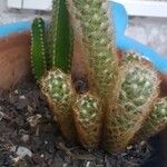 Mammillaria elongata Лист