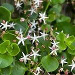 Crassula spathulata