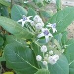 Calotropis gigantea 花